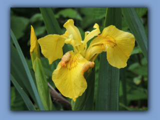 Yellow Iris seen on margin of Stephenson Pond, Hetton Lyons Country Park, 27th May 2020.jpg